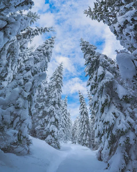 Panorama pokrytych śniegiem lasu świerkowego — Zdjęcie stockowe