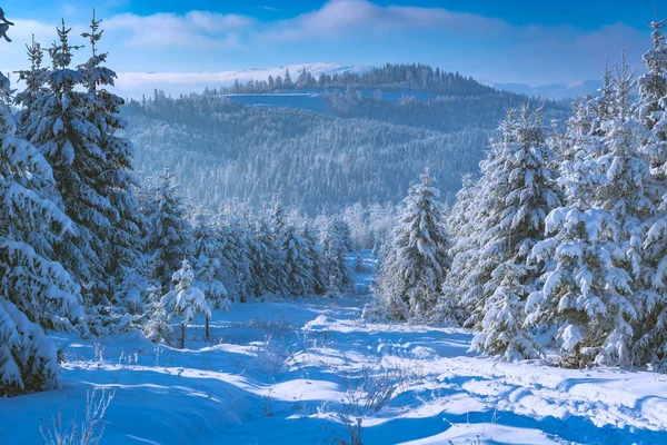 Альпийский лес, покрытый свежим пушистым снегом — стоковое фото