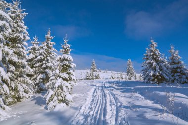 Sihirli kar kaplı kış ormanı