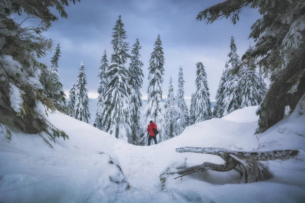 Фотограф фотографирует зимний лес — стоковое фото