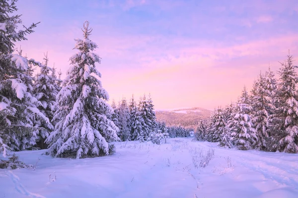 Forêt alpine sauvage couverte de neige fraîche — Photo