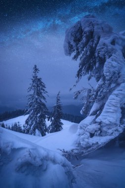 Mountain valley with fir trees at night clipart