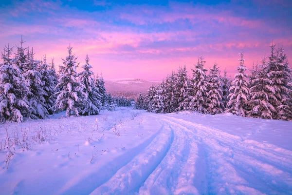 Bosque en la magia rosa luz de la mañana — Foto de Stock