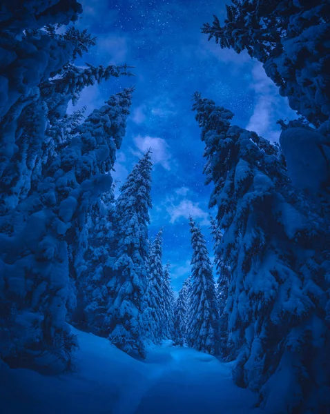 Peri masalı gibi kar kaplı ormanda — Stok fotoğraf