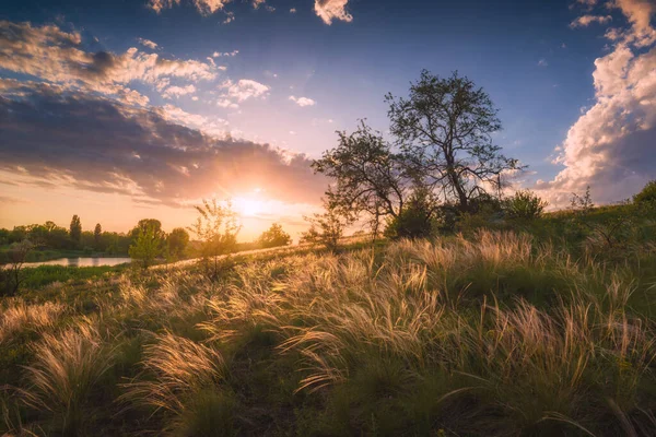 Hermosa Puesta Sol Una Estepa Con Hierba Plumas Viento Naturaleza —  Fotos de Stock