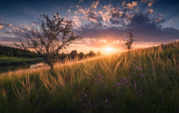 風に羽の草と草原で雄大な夕日 ウクライナの野生自然 — ストック写真