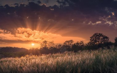 Wonderfull sunset in a steppe with feather grass on a wind. Wild nature of Ukraine. clipart