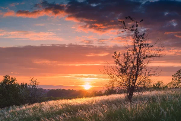 Pôr Sol Maravilhoso Uma Estepe Com Grama Pena Ouro Vento — Fotografia de Stock