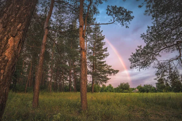 Rainbow over the forest after the rain at sunset.