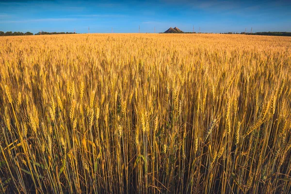 Пшеничное Поле Закате Кучей Грязи Горизонте Переход Летнее Время Донбассе — стоковое фото