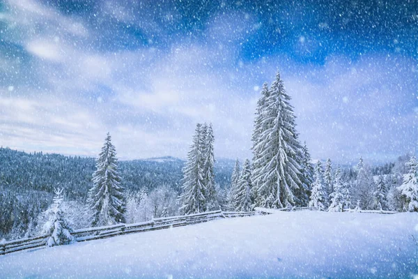Piękne Zimowe Zdjęcie Świeżym Pudrem Śniegu Krajobraz Pokrytymi Śniegiem Świerkami — Zdjęcie stockowe