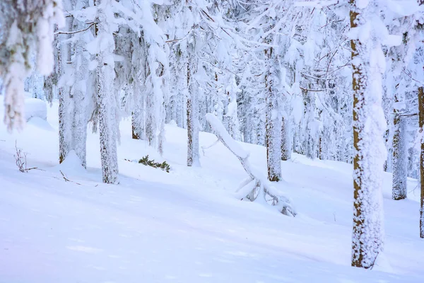 Las Porośnięty Świeżym Puszystym Śniegiem Marzycielska Karpacka Natura Zimowy Krajobraz — Zdjęcie stockowe