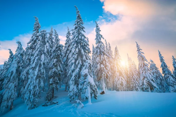 Majestätischer Fichtenwald Der Sonnenlicht Leuchtet Malerische Und Wunderschöne Winterliche Szenerie — Stockfoto
