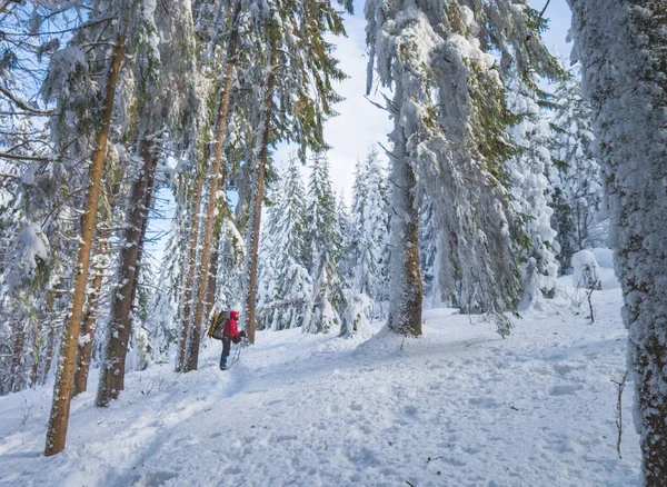 Турист Рюкзаком Зимнем Заснеженном Лесу Дикие Украинские Карпаты — стоковое фото