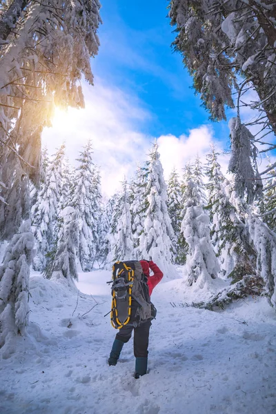 Fotograf Podróżny Plecakiem Zrób Zdjęcie Zimowego Lasu Świetle Słonecznym — Zdjęcie stockowe