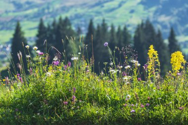 Yüksek bir dağ vadisinde çeşitli bitki ve çiçeklerle otlak bir yaz çayırı. Ukrayna Karpatları.