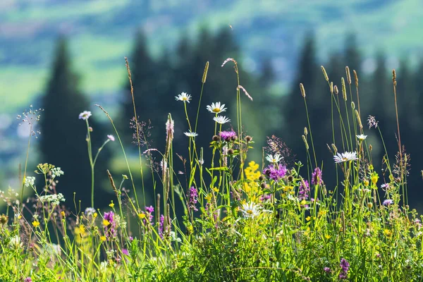 Yüksek bir dağ vadisinde otlak bir yaz çayırı. Ukrayna Karpatları.