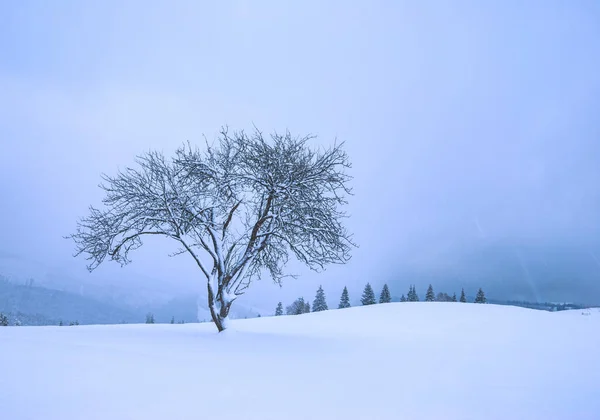 Lonely Tree Hill Covered Fresh Snow Winter Snowfall Carpathians Ukraine — Stock Photo, Image