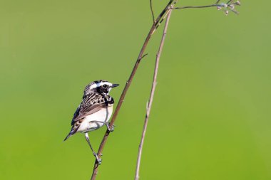 Whinchat in natural habitat (Saxicola rubetra)