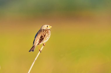 Tarla kiraz kuşu (Emberiza calandra) üzerinde yaşam bir şube