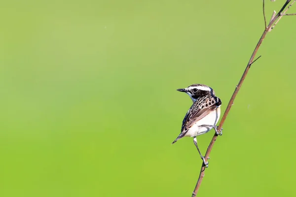 Whinchat Habitat Naturale Saxicola Rubetra — Foto Stock