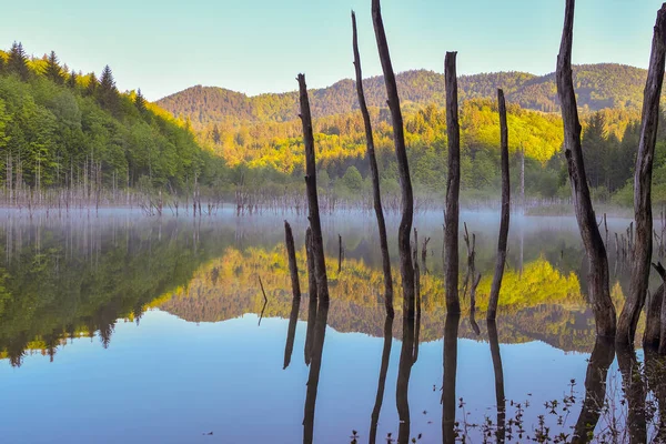 Reflectie Van Stammen Lake Cuejdel Piatra Neamt Roemenië — Stockfoto