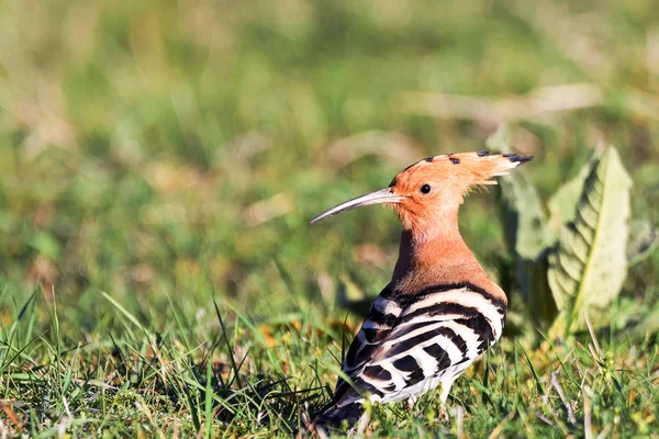 Hoopoe Pandangan Closeup Tanah — Stok Foto