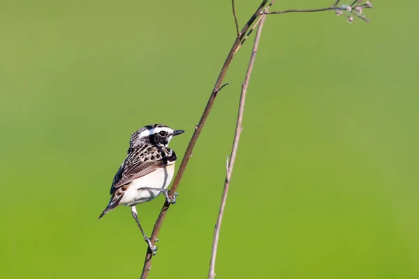 Whinchat Habitat Natural Saxicola Rubetra — Fotografia de Stock