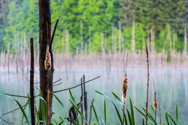 Reflectie Van Stammen Lake Cuejdel Piatra Neamt Roemenië — Stockfoto