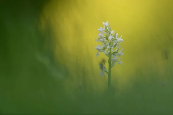 Flores Blancas Sol Sobre Fondo Verde Suave — Foto de Stock