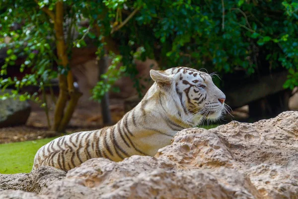 Tigre Blanc Reposant Sur Rocher Impatient — Photo