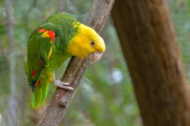Aksi takdirde sarı saçlı amazon bilinen sarı kafalı papağan kapatın. popüler pet familyasından Güney Amerika'dan tehlike altındaki listede kuşlar.
