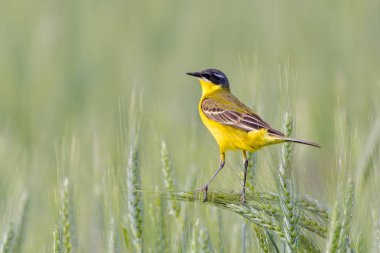 Kuş - Sarı Wagtail (Motacilla flava) erkek, bahar zamanı