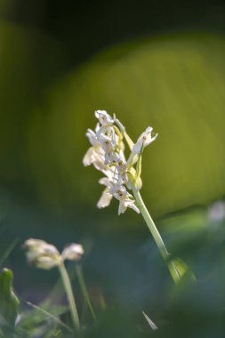 Beyaz çiçekler ve yeşil yumuşak arka planda güneş