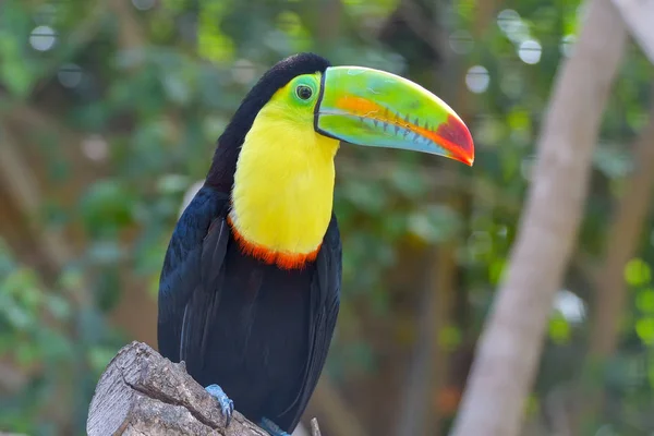Nahaufnahme Eines Farbenfrohen Kielschnalligen Tukanvogels — Stockfoto