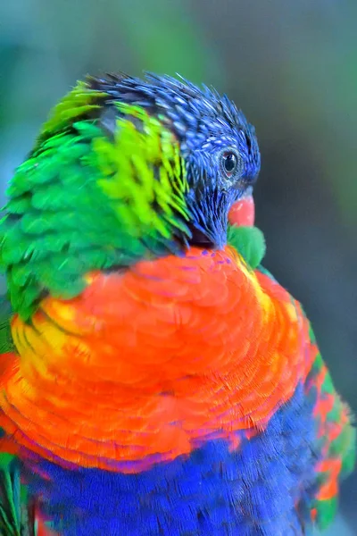 Portrait Colorful Scarlet Macaw Parrot Jungle Background — Stock Photo, Image