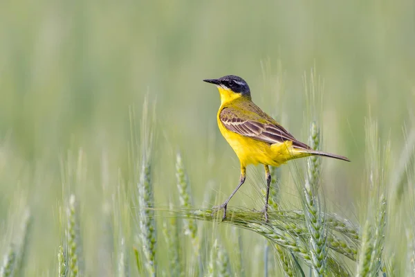 Pássaro Amarelo Wagtail Motacilla Flava Macho Tempo Primavera — Fotografia de Stock