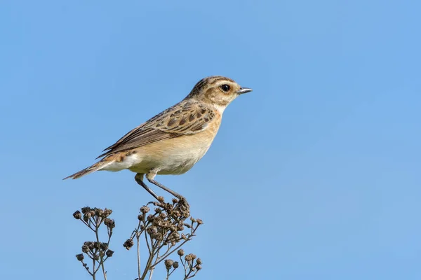 Whinchat Rubetra Paapje — 图库照片