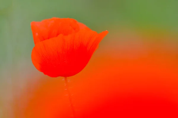 他の花や植物と一緒に畑で成長する美しい赤いケシ — ストック写真