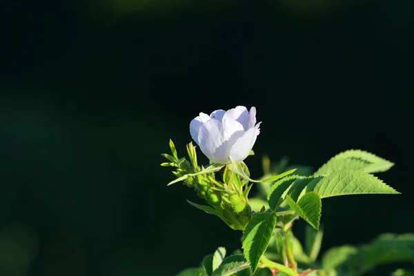 Białe Kwiaty Słońce Zielonym Miękkim Tle — Zdjęcie stockowe