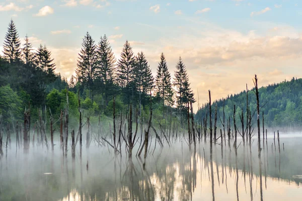 Reflectie Van Stammen Lake Cuejdel Piatra Neamt Roemenië — Stockfoto