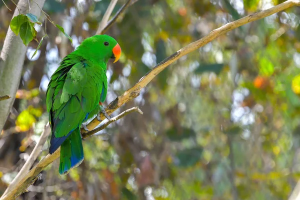 Portrait Colorful Parrot Jungle Background — Stock Photo, Image