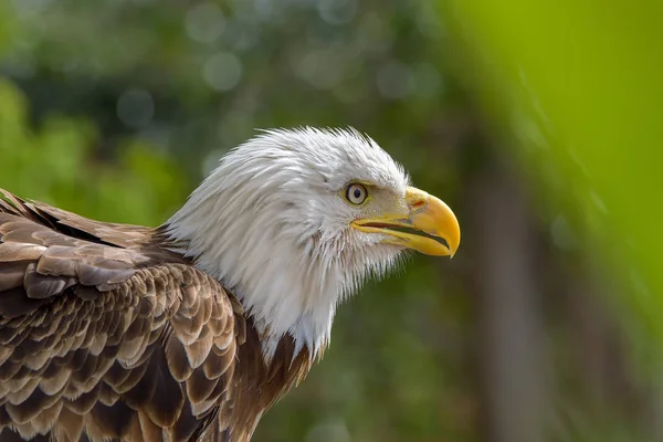 Águila Calva Haliaeetus Leucocephalus Retrato —  Fotos de Stock