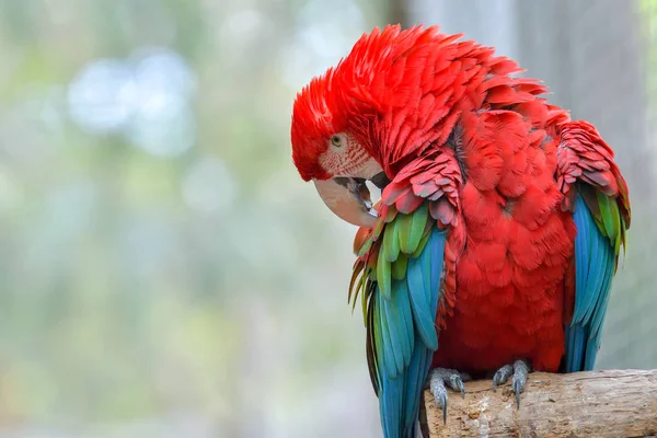 ปภาพของส Scarlet Macaw นกแก นหล — ภาพถ่ายสต็อก