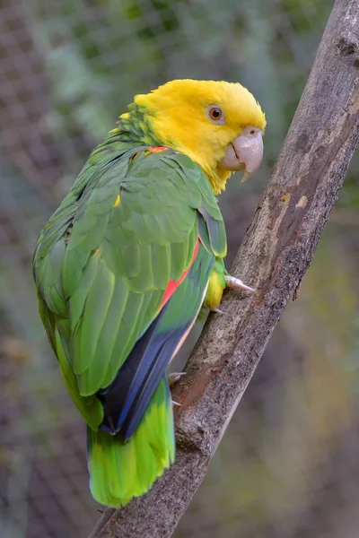 Dekat Dengan Kakatua Berkepala Kuning Atau Dikenal Sebagai Amazon Berkepala — Stok Foto