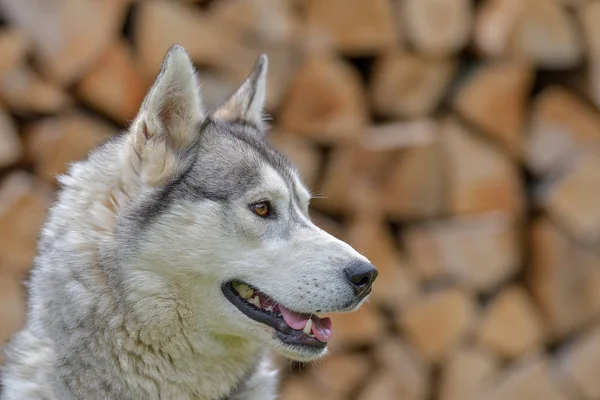 Erwachsene Hunderasse Alaskan Malamute Flauschig Nass Und Schmutzig Stand Freien — Stockfoto