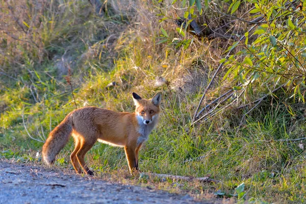 Tutup Potret Dari Red Fox — Stok Foto