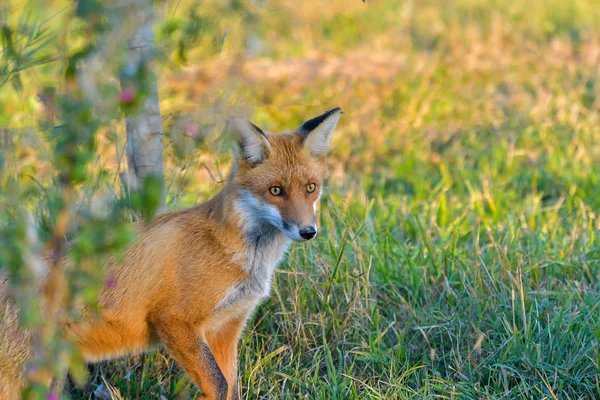 Tutup Potret Dari Red Fox — Stok Foto