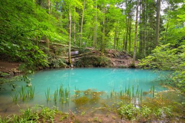ormanda, Ochiul Beiului, güzel gölet Caras Severin İlçesi, Romanya