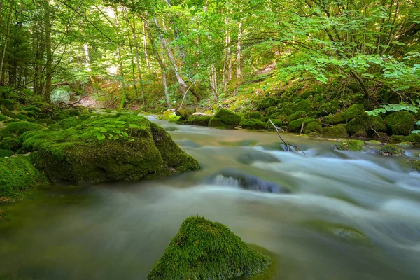 胆小的Nerei Beusnita Caras 罗马尼亚 夏天在罗马尼亚的野生河流和森林里 长期接触 — 图库照片